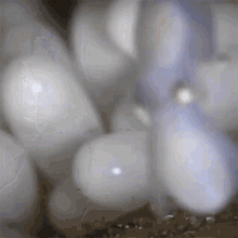 Jumping Octonation GIF - Jumping Octonation Newly Hatched GIFs