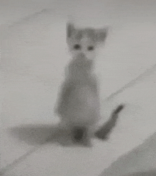Standing Cat Wart GIF - Standing Cat Wart Standing Cat Image GIFs
