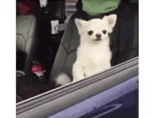 Hungover Funny Animals GIF - Hungover Funny Animals Dogs GIFs