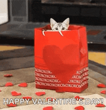 Valentine Cat Kitty GIF