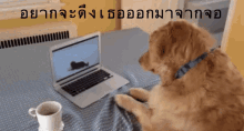 หมา เล่นคอม GIF - Come Here Dog Cat GIFs