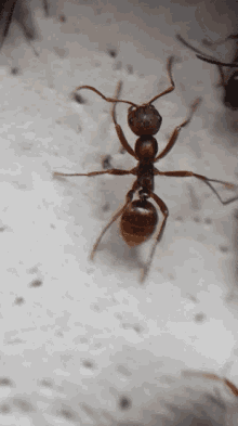 ants social