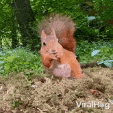 Eating Squirrel GIF - Eating Squirrel Viralhog GIFs
