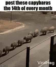 a group of capybaras are walking down a street .