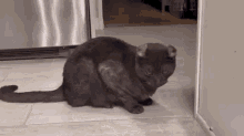 Meevin Stretch GIF - Meevin Stretch Cat GIFs