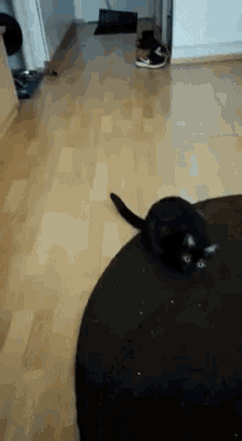 Cat Look GIF - Cat Look Black GIFs