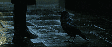 Cute Crow GIF - Cute Crow Raven GIFs