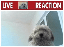 a dog looking out a window with a live reaction sign above it