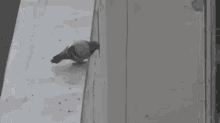 Pigeon Suicide GIF - Pigeon Suicide - Discover & Share GIFs
