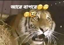 a tiger is sitting in a pile of hay with smiley faces on its face .