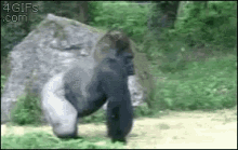 gorilla walk out walking away