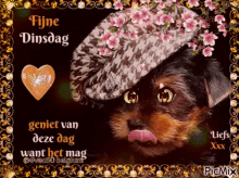 Happy Tuesday Fijne Dinsdag GIF - Happy Tuesday Fijne Dinsdag Dog GIFs