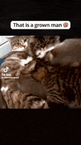 a video of three cats with the caption that is a grown man on it