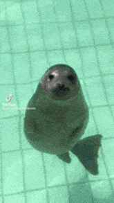 Seal Swim GIF - Seal Swim Reaction GIFs