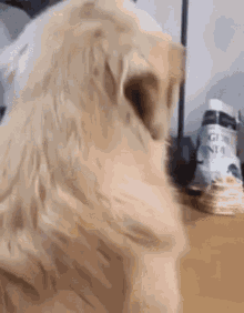 Funny Dog Cute Dog GIF - Funny Dog Cute Dog Golden Retriever GIFs