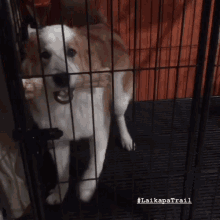 Laikapatrail Dog GIF - Laikapatrail Dog Happy GIFs