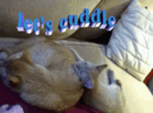 Cuddle Cat GIF