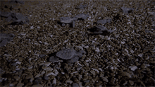 Group Of Turtles National Geographic GIF