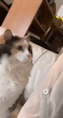 Cat Angry GIF - Cat Angry Miss You GIFs