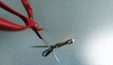 Scissoring Scissor Fight GIF