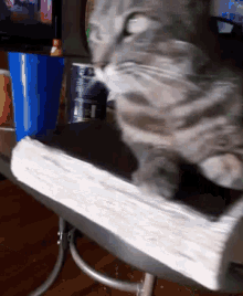 Cat Mad GIF - Cat Mad Stop Filiming Me Hooman GIFs