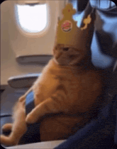 a cat wearing a burger king crown sits on a plane