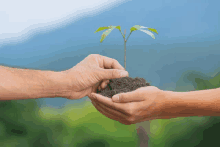 Nature Hands GIF - Nature Hands Plant GIFs