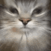 Cat Car GIF