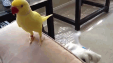 Hey There GIF - Dog Bird Curious GIFs