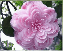 Flowers Blooming GIF - Flowers Blooming Nature GIFs