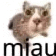 Lol Miau Meme GIF - Lol Miau Meme Miau GIFs