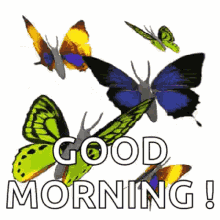 butterfly fly butterflies good morning