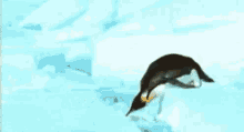 Funny Animals Penguins GIF