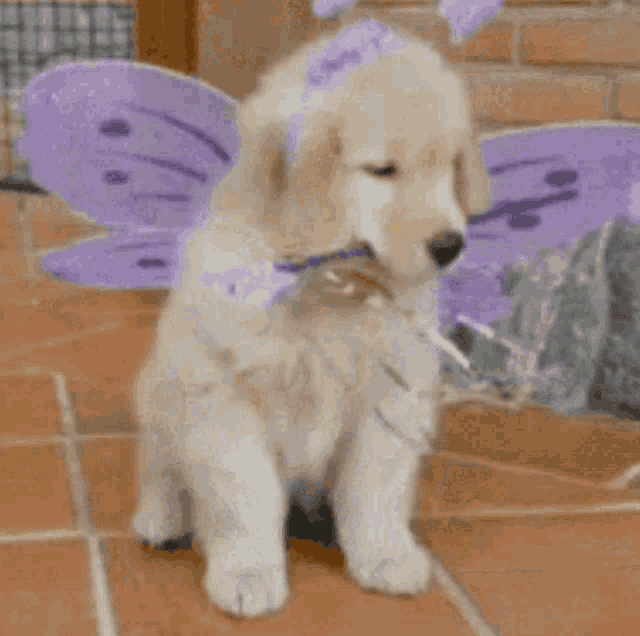 Funny Animals Dogs GIF - FunnyAnimals Dogs WrongHand GIFs