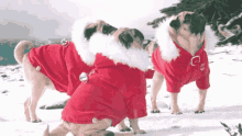 Pugs Bundle Up GIF - Pugs Bundle Up Snow Suit GIFs