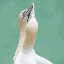 gannet in