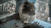 Street Cat Cam Cat Staring GIF