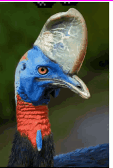 Cassowary Deal With It GIF