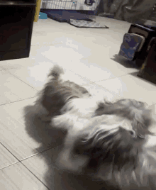 Dogs Playtime GIF - Dogs Playtime Roughhouse GIFs