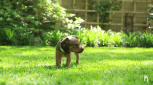 - GIF - Dogs Care Puppy GIFs