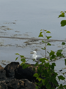 Steven Seagal Seagulls GIF - Steven Seagal Seagulls Maine GIFs