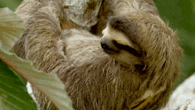Huh Brown Throated Sloth GIF - Huh Brown Throated Sloth Robert E Fuller GIFs