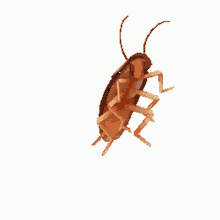 Cockroach Dancing GIF - Cockroach Dancing GIFs