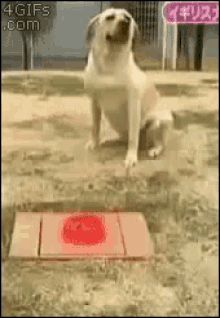 a dog is sitting on the ground next to a red circle that says 4gifs.com