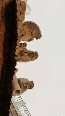 a group of monkeys sitting on a roof