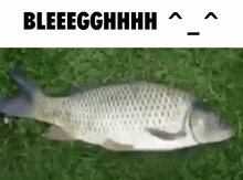 Bleeegghhhh Fish GIF