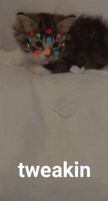 Funny Cat GIF - Funny Cat Silly GIFs
