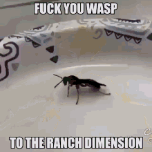Wasp Dashiell GIF