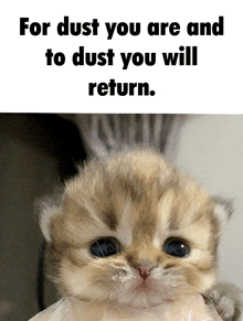 Dust Cat GIF - Dust Cat Kitty GIFs