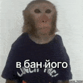 мавпа Monkey GIF - мавпа Monkey зроз GIFs